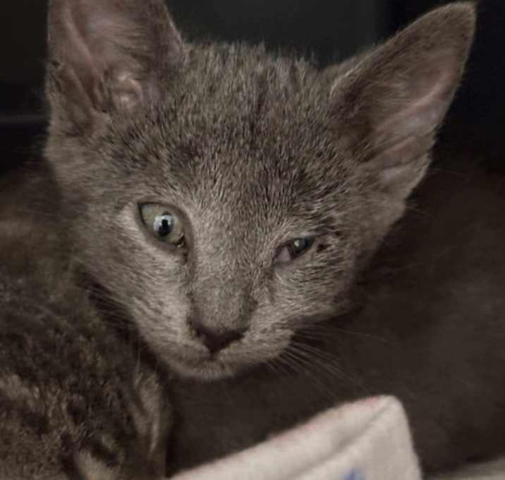 Photo of Steel - Not at shelter (Debra)