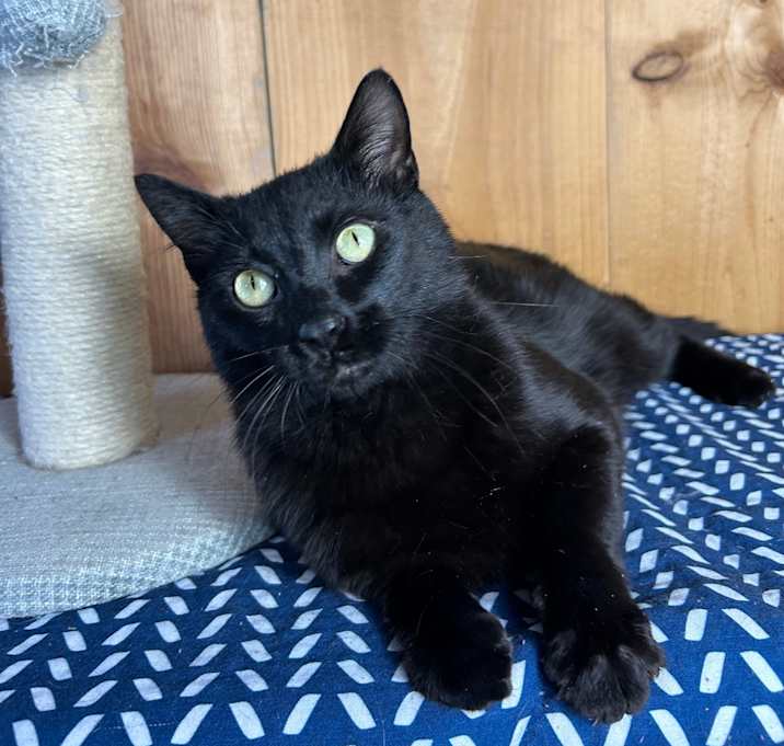 Photo of Earl Grey