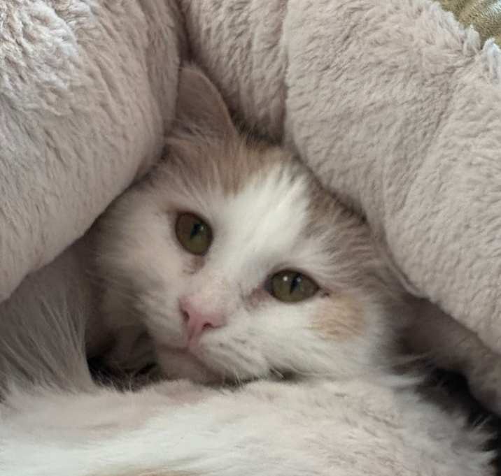 Photo of Gizzy