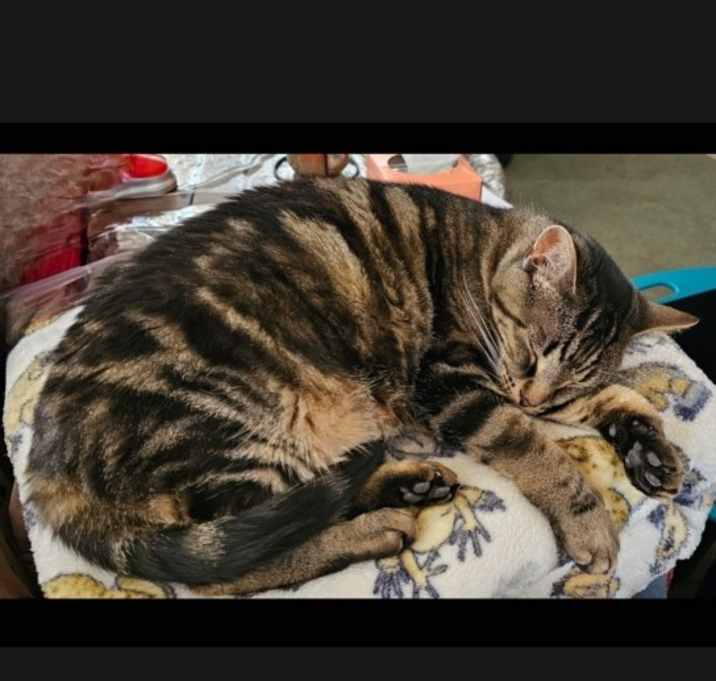 Photo of Murphy
