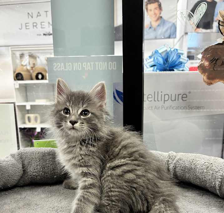 Photo of Kipper
