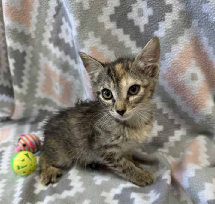 Photo of 21257-Kanga-Petsense
