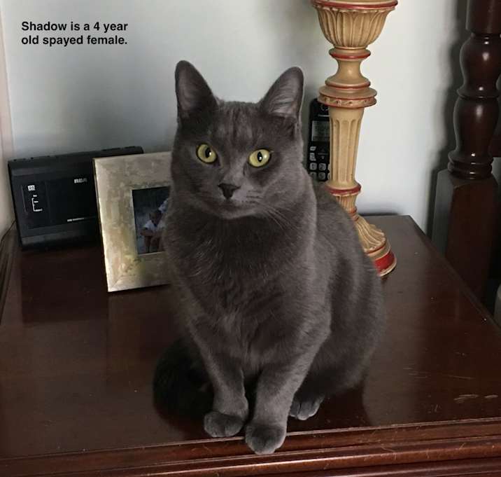 Photo of Shadow