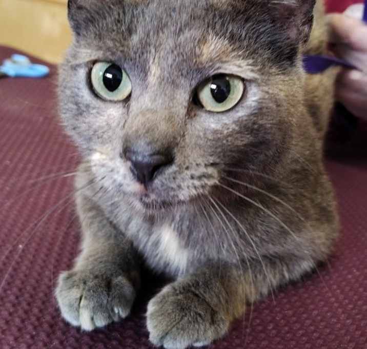 Photo of Tira