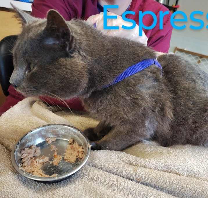 Photo of Espresso