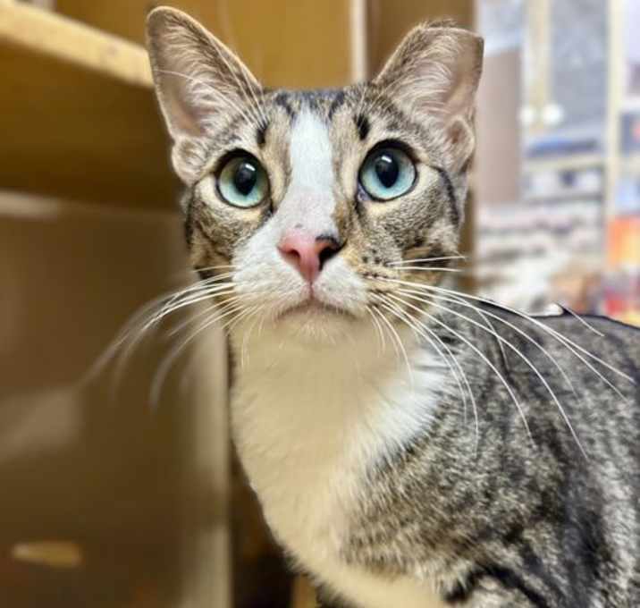 Photo of Page boy