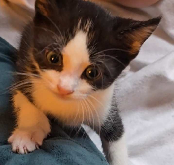 Photo of Echo