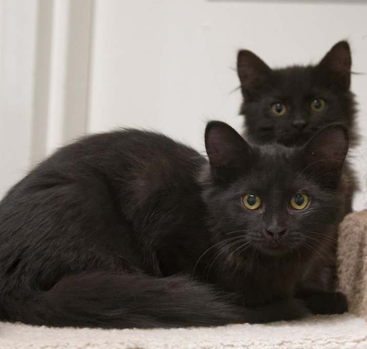 Photo of Ebony