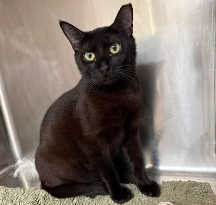 Photo of Onyx