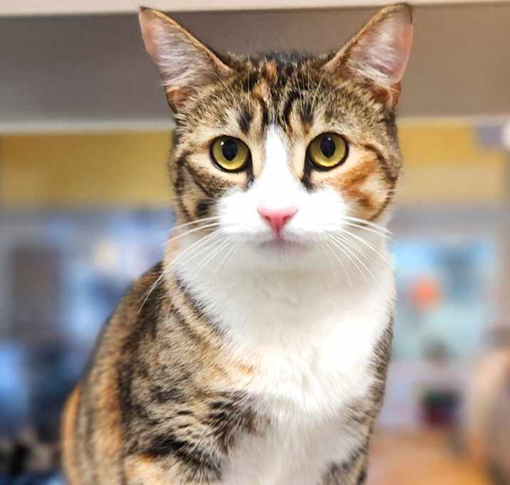 Photo of Gypsy