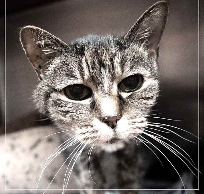 Photo of Luna