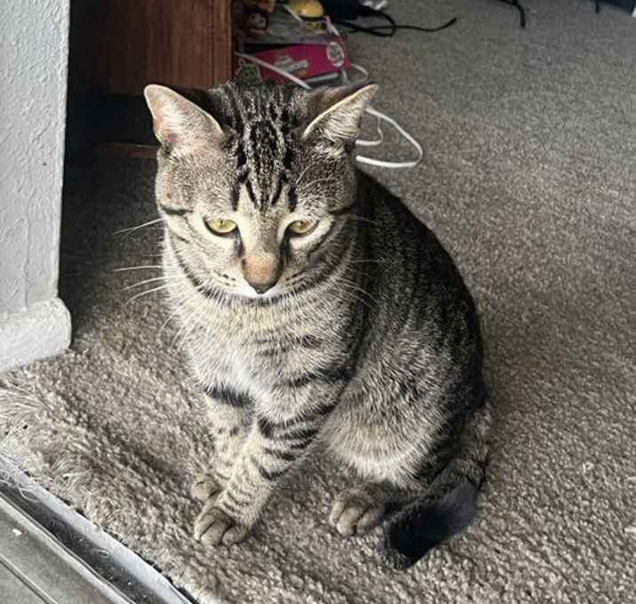 Photo of Stitch