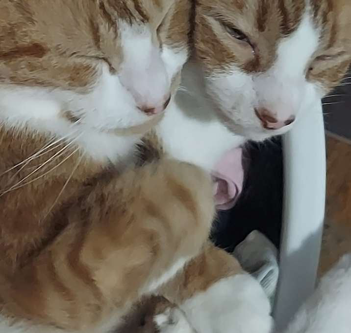 Photo of Spunky and Pumpkin