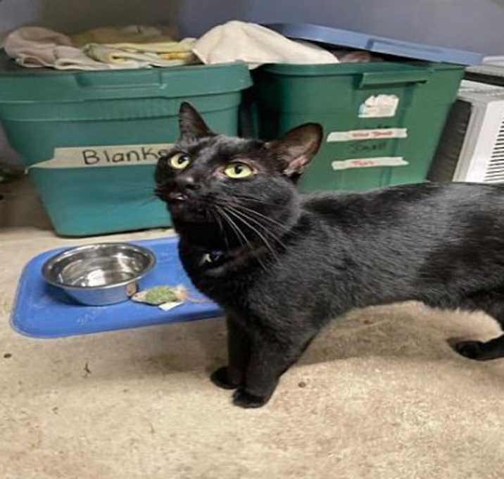 Photo of Shadow