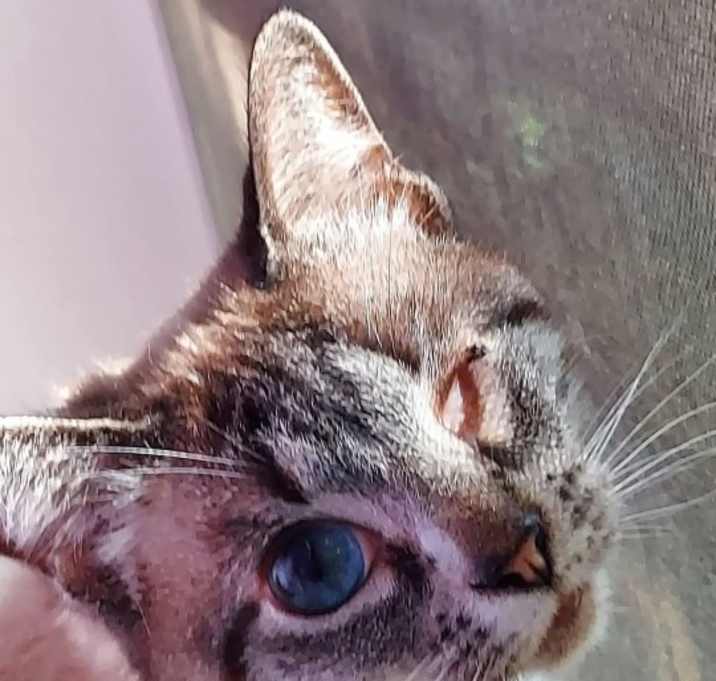 Photo of Winky the Pirate Princess
