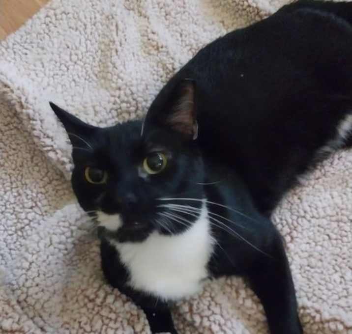 Photo of MOONSCAR