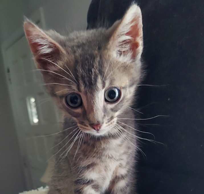 Photo of Cheech