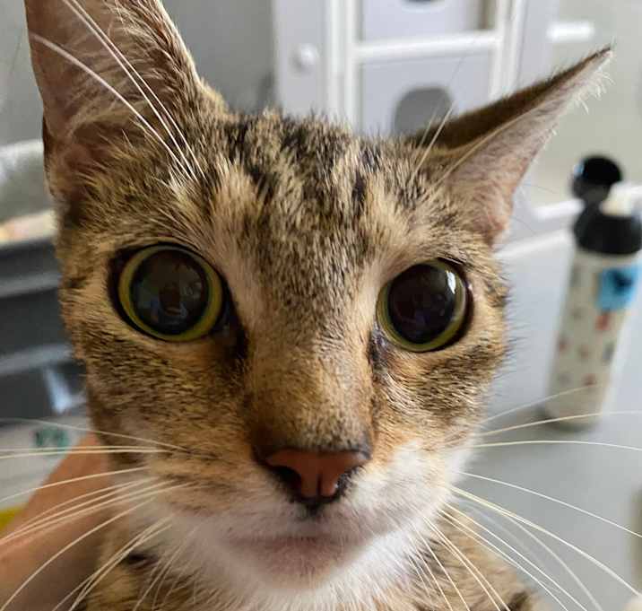 Photo of Buttercup