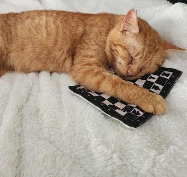 Photo of Reba CatEntire-Foster