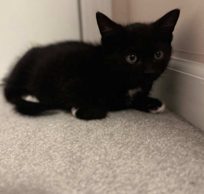 Photo of Mocha