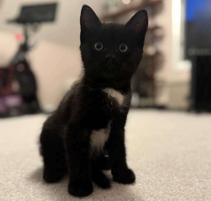 Photo of Fudge
