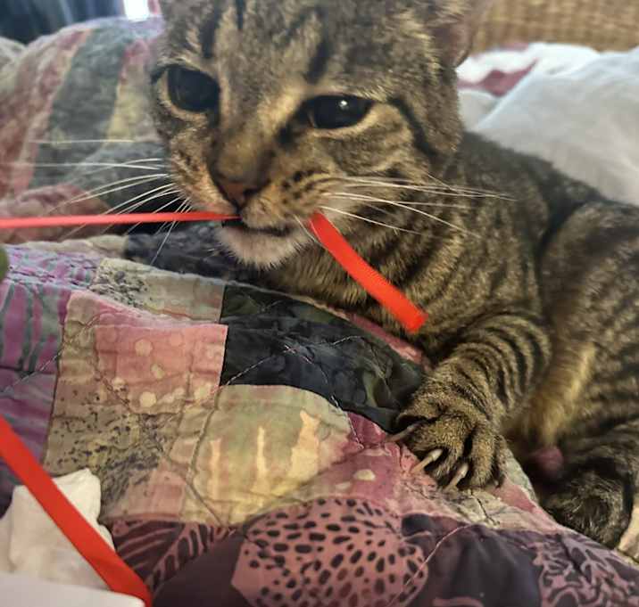 Photo of Charlene (Missy)