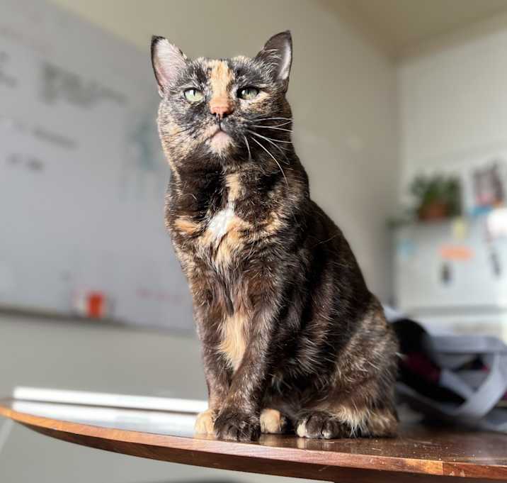 Photo of Bobbin