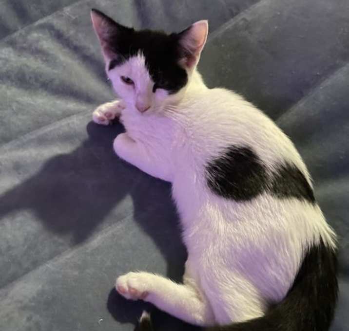 Photo of Spotty