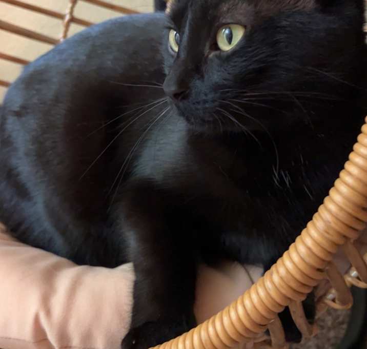 Photo of Binx