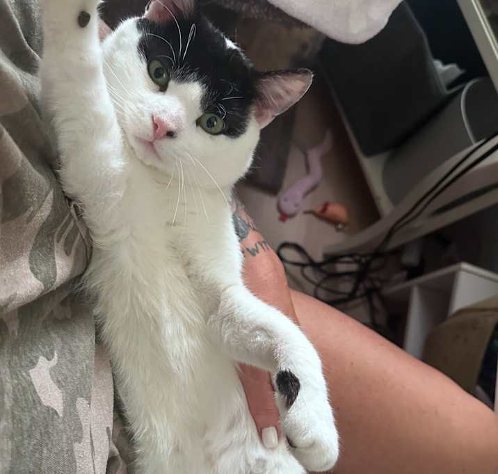 Photo of Freddy Mercury ( SNUGGLE BOY)