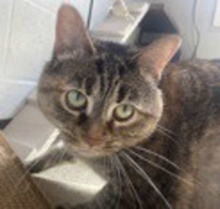 Photo of Ginger