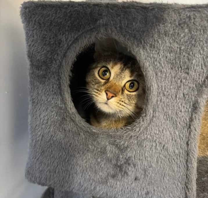 Photo of Rosie