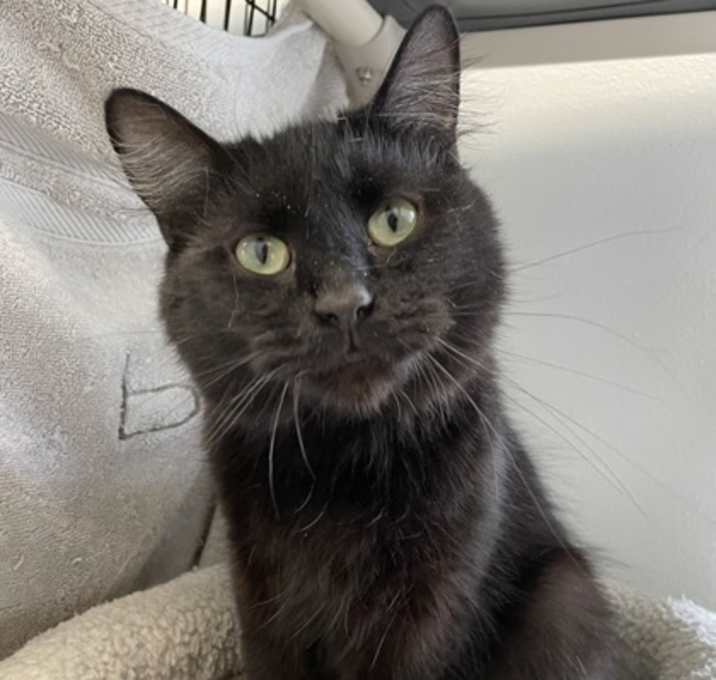 Photo of Soot