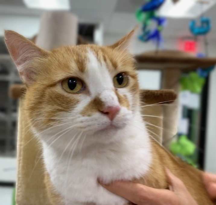 Photo of GOLDIE