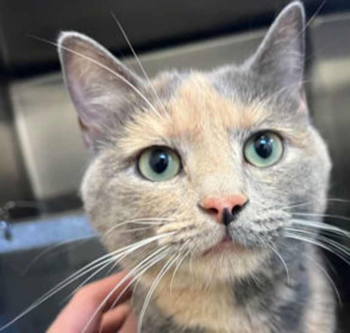 Photo of Cleo