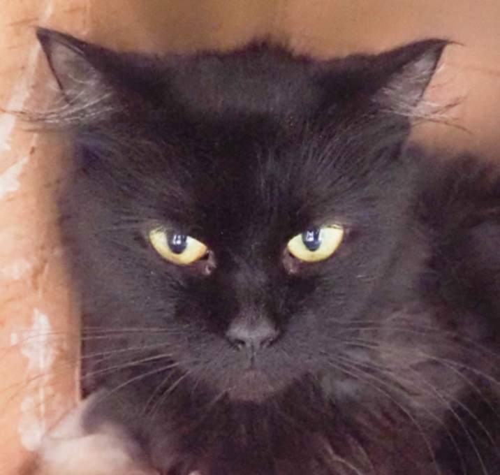 Photo of Mocha