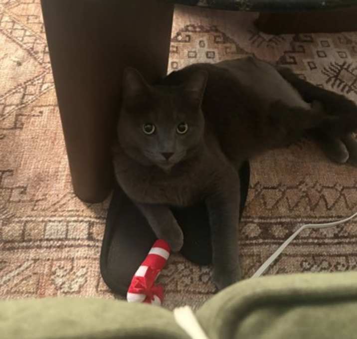 Photo of Hunter