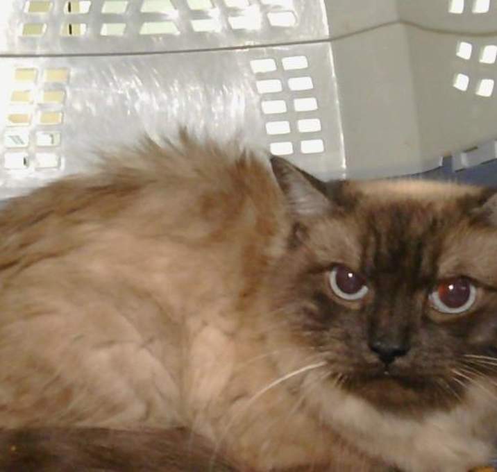 Photo of SAPPHIRE