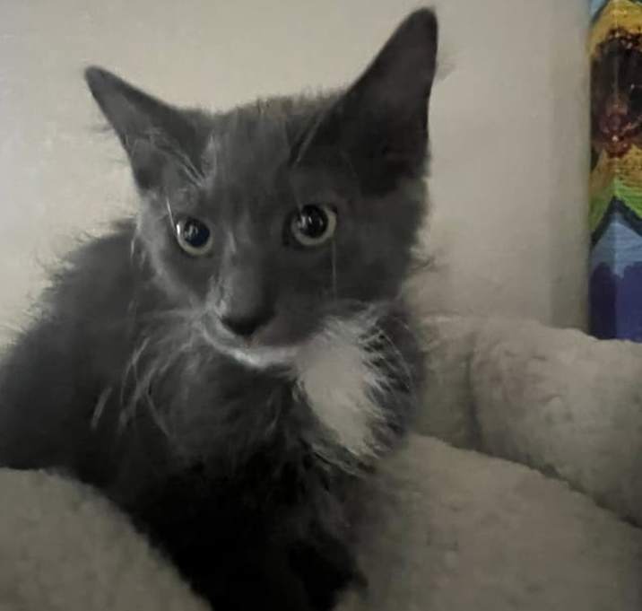 Photo of Smokey
