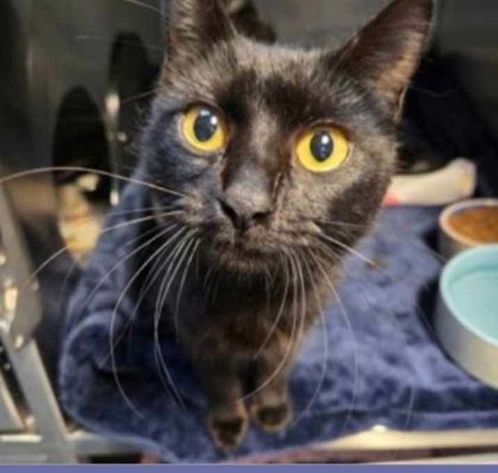 Photo of Perdita