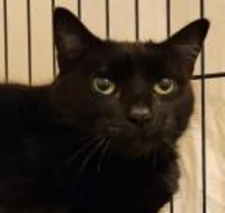 Photo of Bear