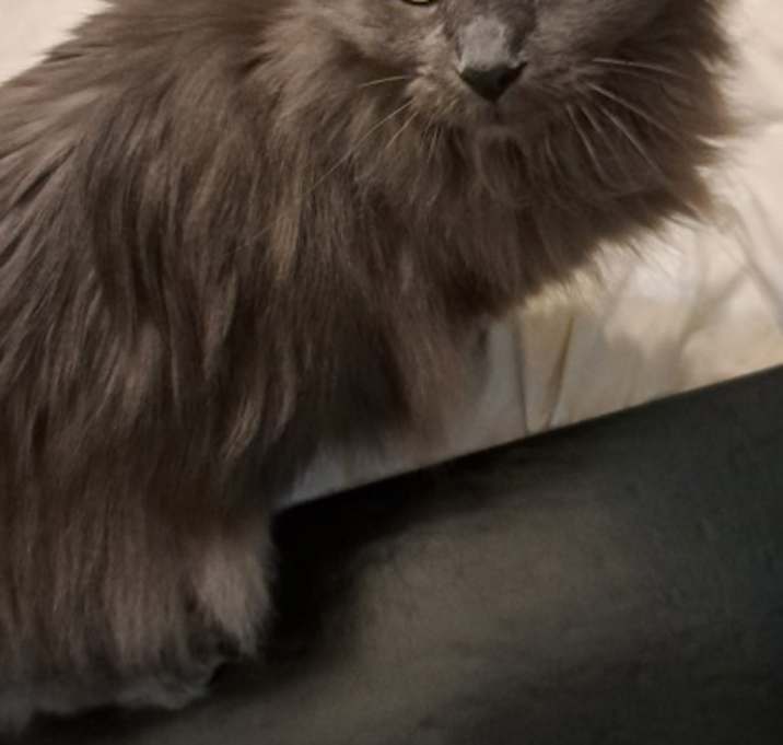 Photo of Shadow Sr.