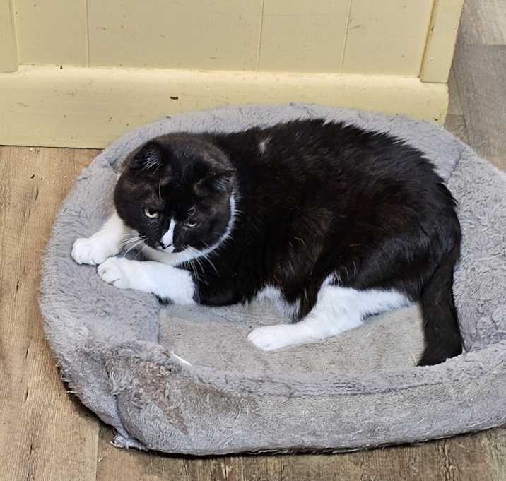 Photo of Oscar
