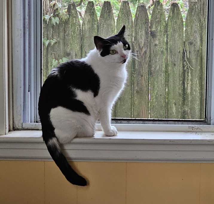 Photo of Penny