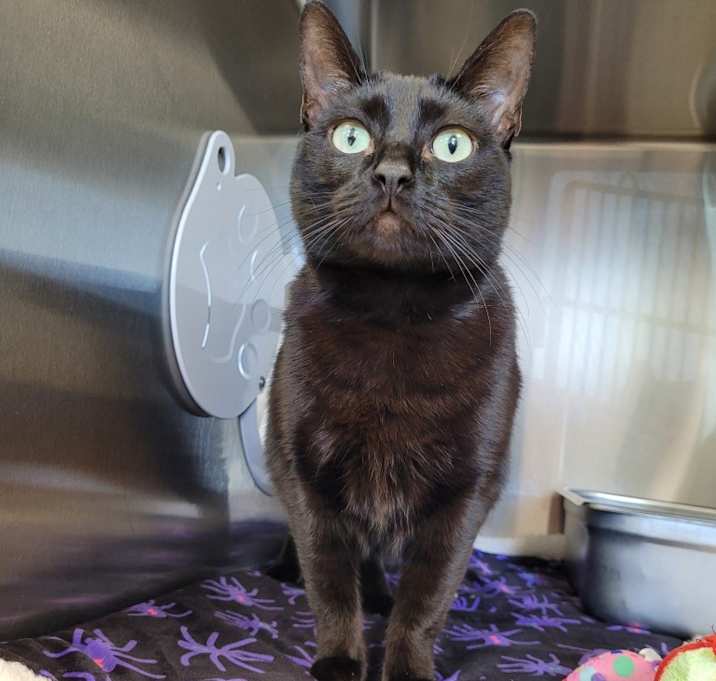 Photo of Nebula