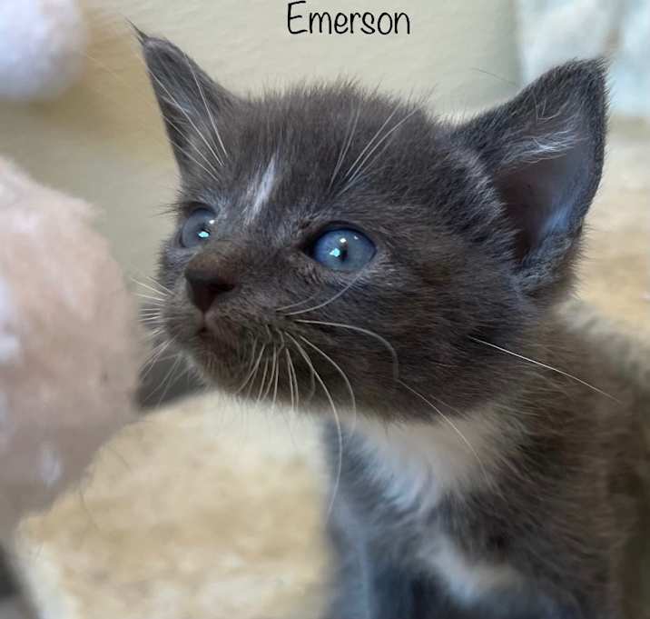 Photo of Emerson