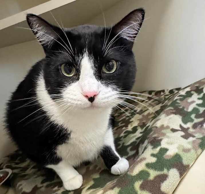 Photo of Sylvester