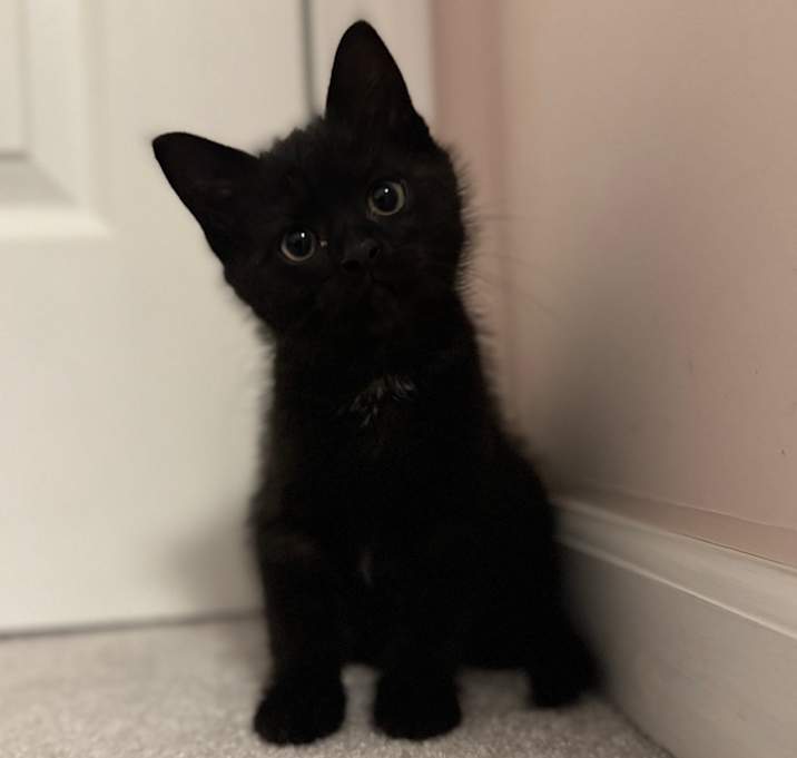 Photo of Cocoa