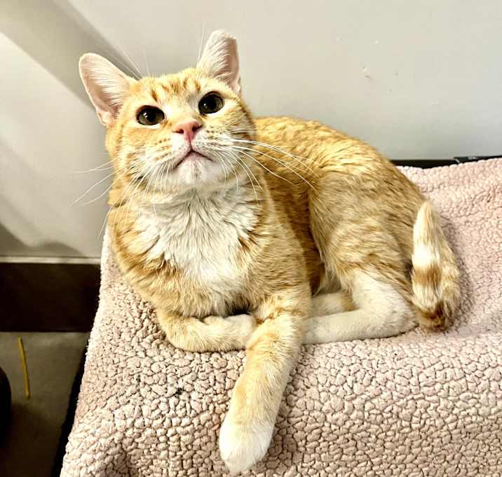 Photo of Tangerine