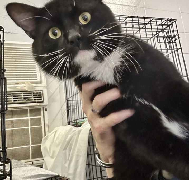 Photo of Outlaw